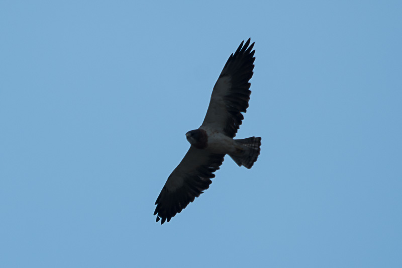 Prairiebuizerd